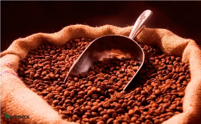معرفی انواع دانه قهوه