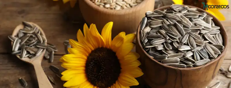 03-Properties-of-sunflower-seeds