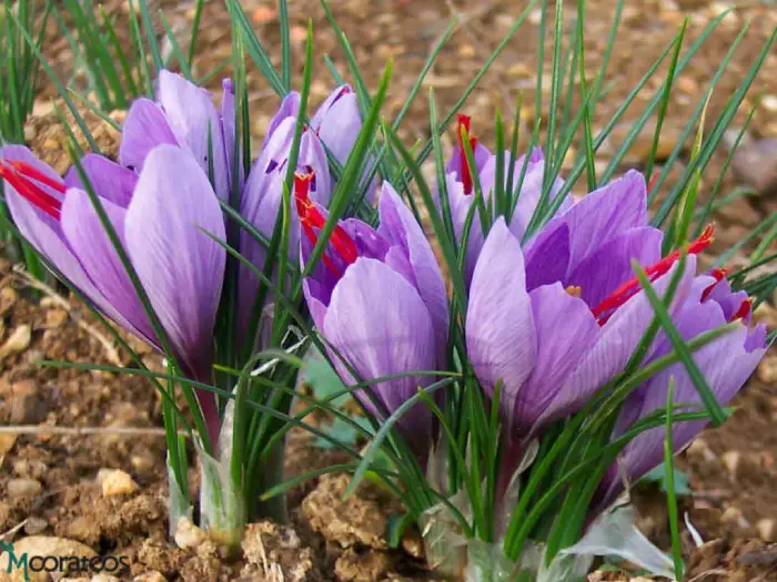 Crocus-sativus-Saffron-Crocus2