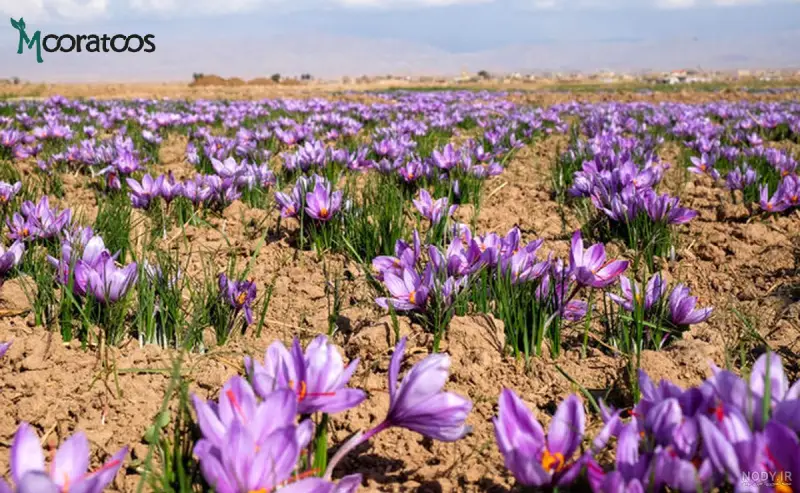 زمین جهت کاشت زعفران