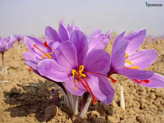 زعفران در سال چند بار گل می‌دهد؟