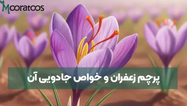 پرچم زعفران و خواص جادویی آن، راهنمای کامل استفاده از پرچم زعفران