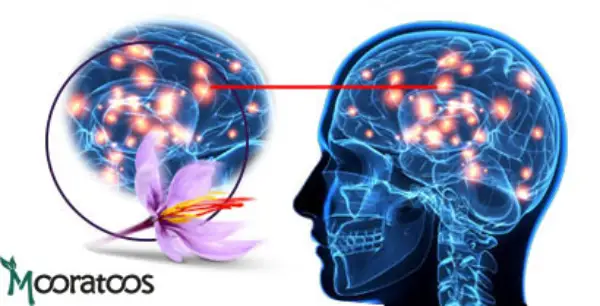 خواص زعفران برای مغز و اعصاب + 10خواص حیرت آور برای سلامت مغز و اعصاب